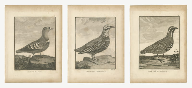 Grouse, Francolin and Quail of the Indies, Three Antique Plates, 1806