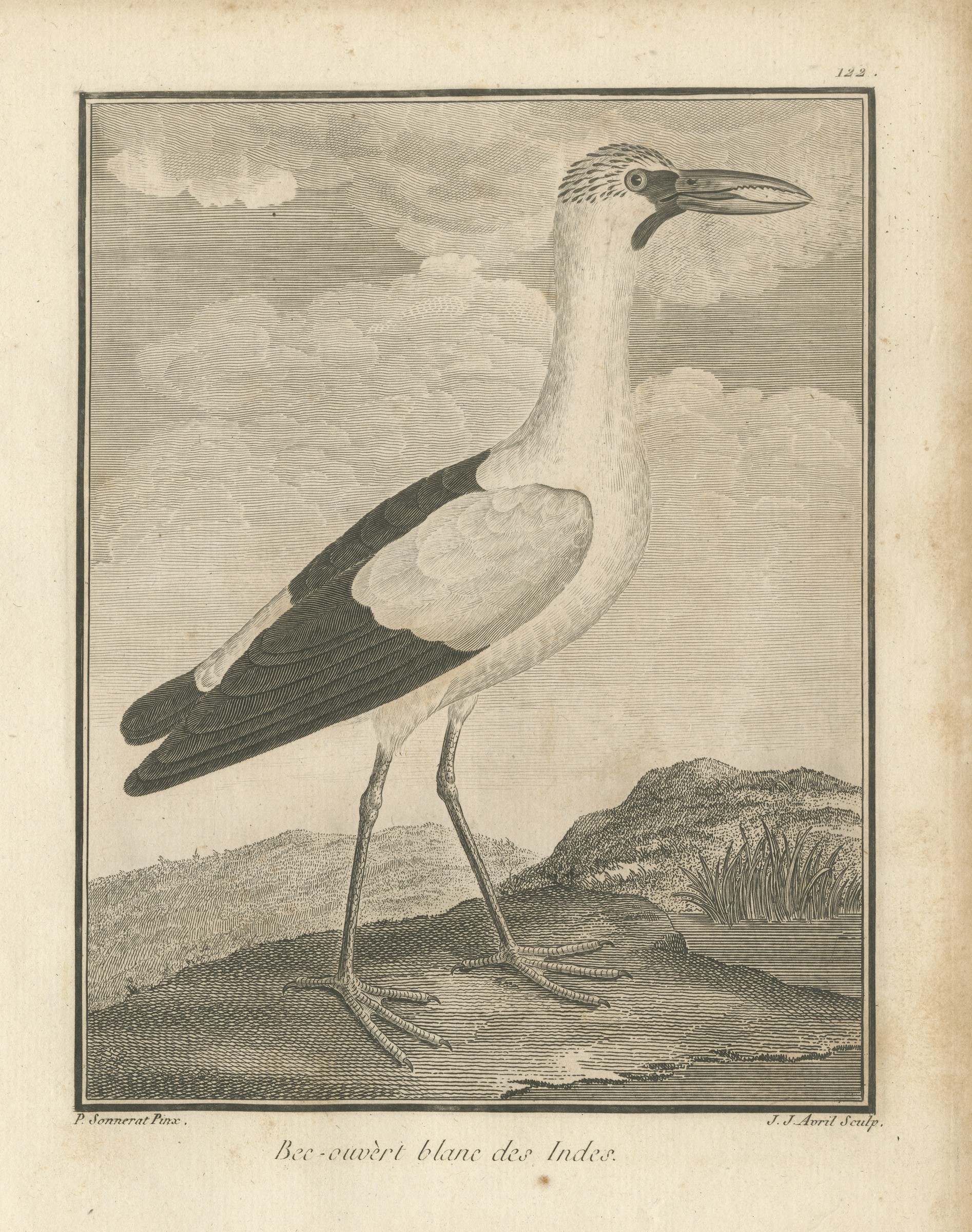 White Openbill Stork of the Indies, Antique Sonnerat Engraving, 1806
