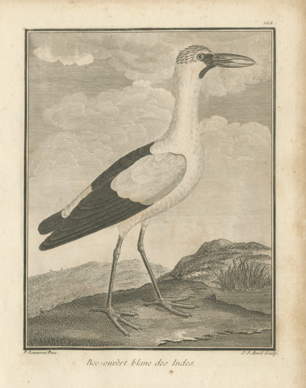White Openbill Stork of the Indies, Antique Sonnerat Engraving, 1806