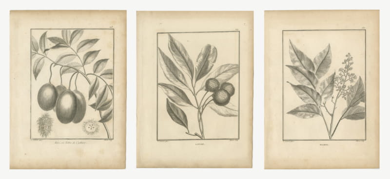 Litchi, Wampee and Hevi Fruit Trees, Three Antique Botanical Plates, 1806