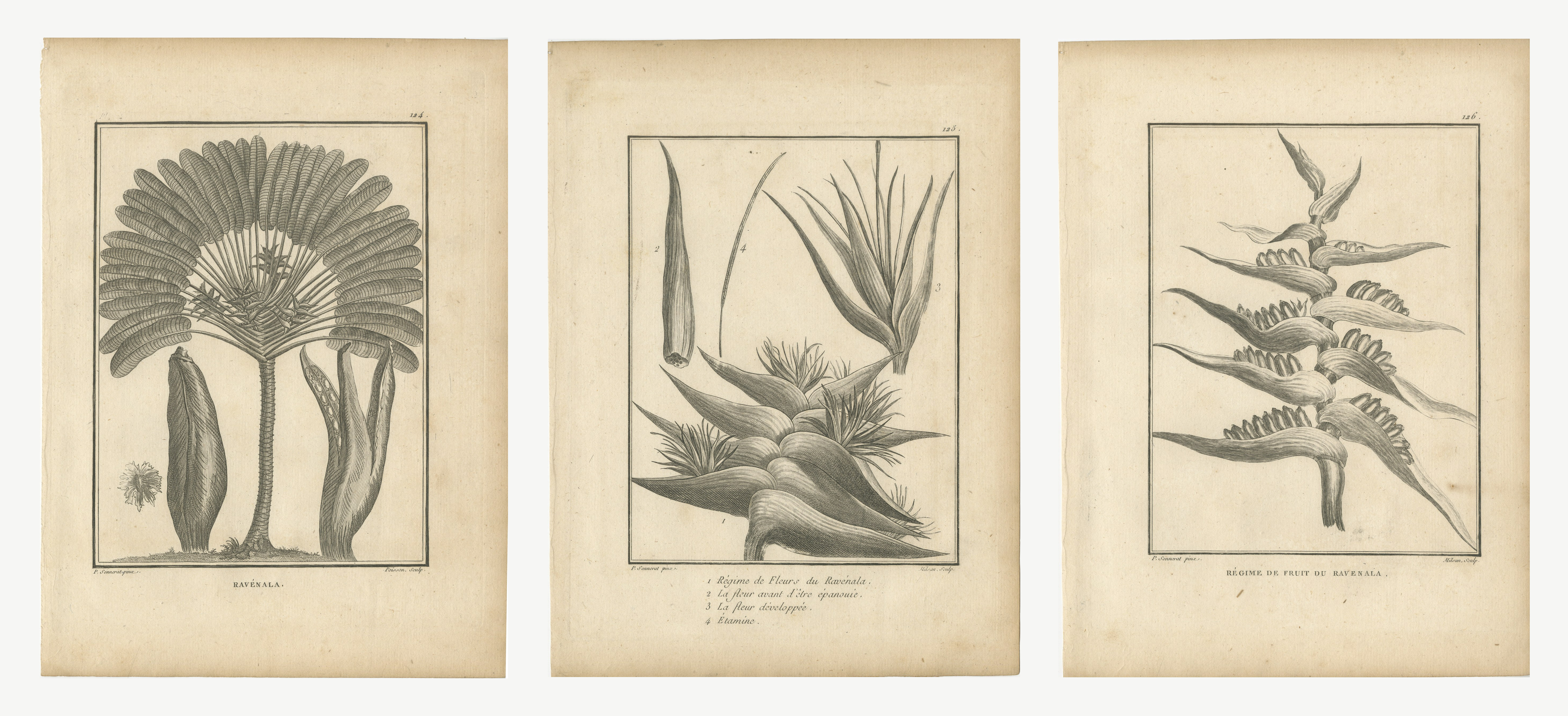 Ravenala, the Traveler's Tree, Three Antique Botanical Plates, 1806