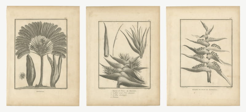 Ravenala, the Traveler's Tree, Three Antique Botanical Plates, 1806