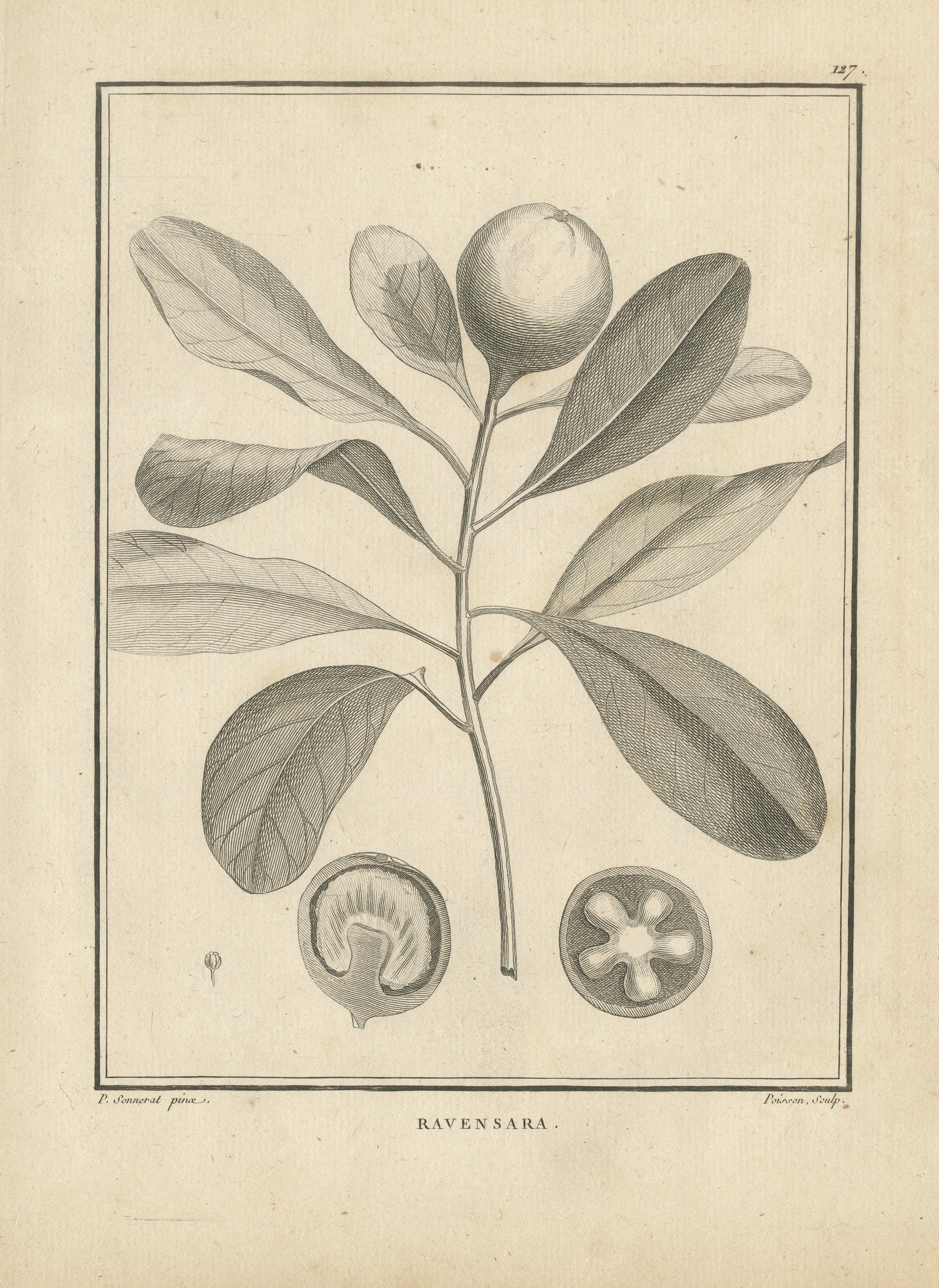 Ravensara of Madagascar, Antique Sonnerat Botanical Engraving, 1806