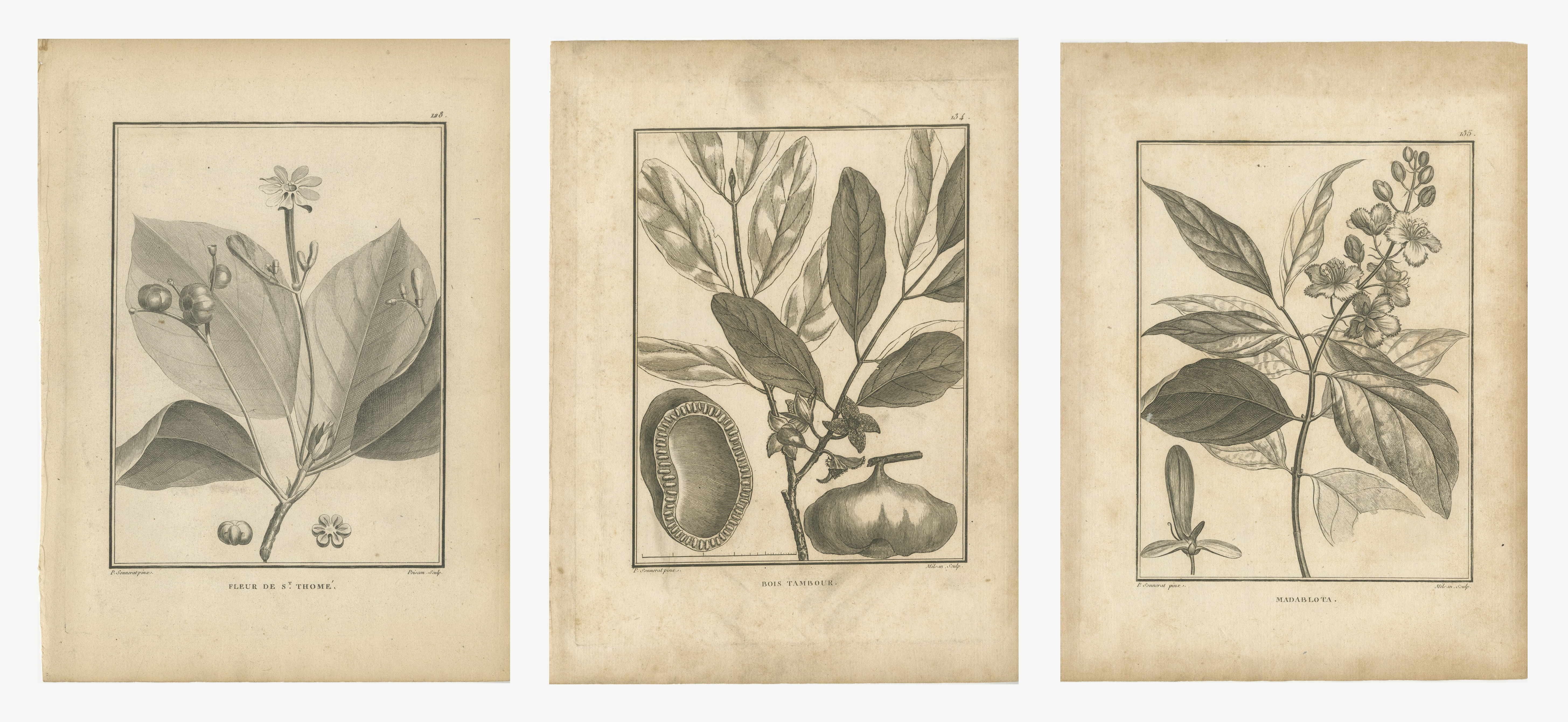 Clove Flower, Drum Wood and Madablota, Three Antique Plates, 1806