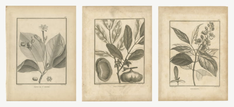 Clove Flower, Drum Wood and Madablota, Three Antique Plates, 1806