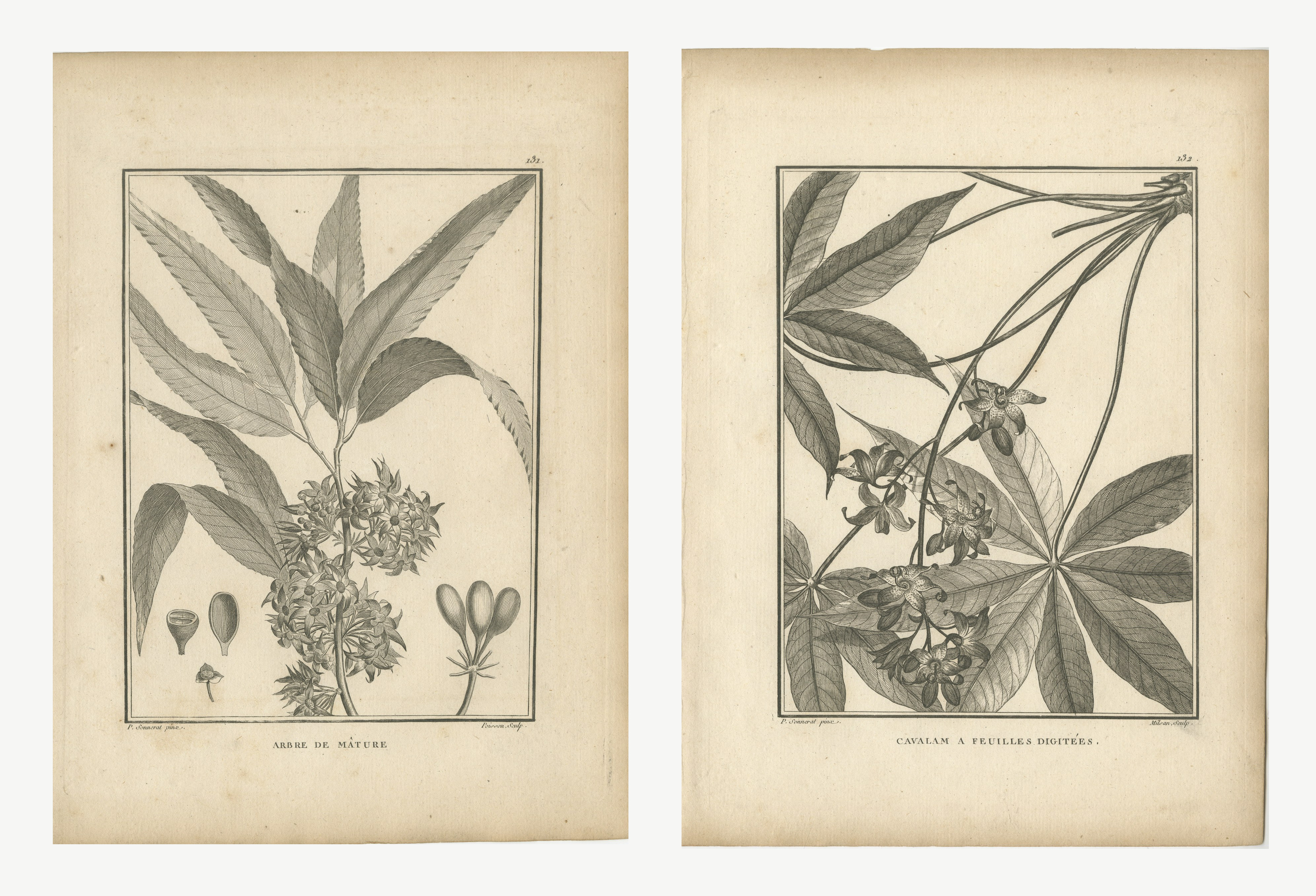 Mast Tree and Digitate-Leaved Cavalam, Pair of Antique Plates, 1806