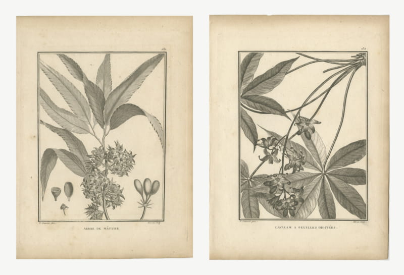 Mast Tree and Digitate-Leaved Cavalam, Pair of Antique Plates, 1806