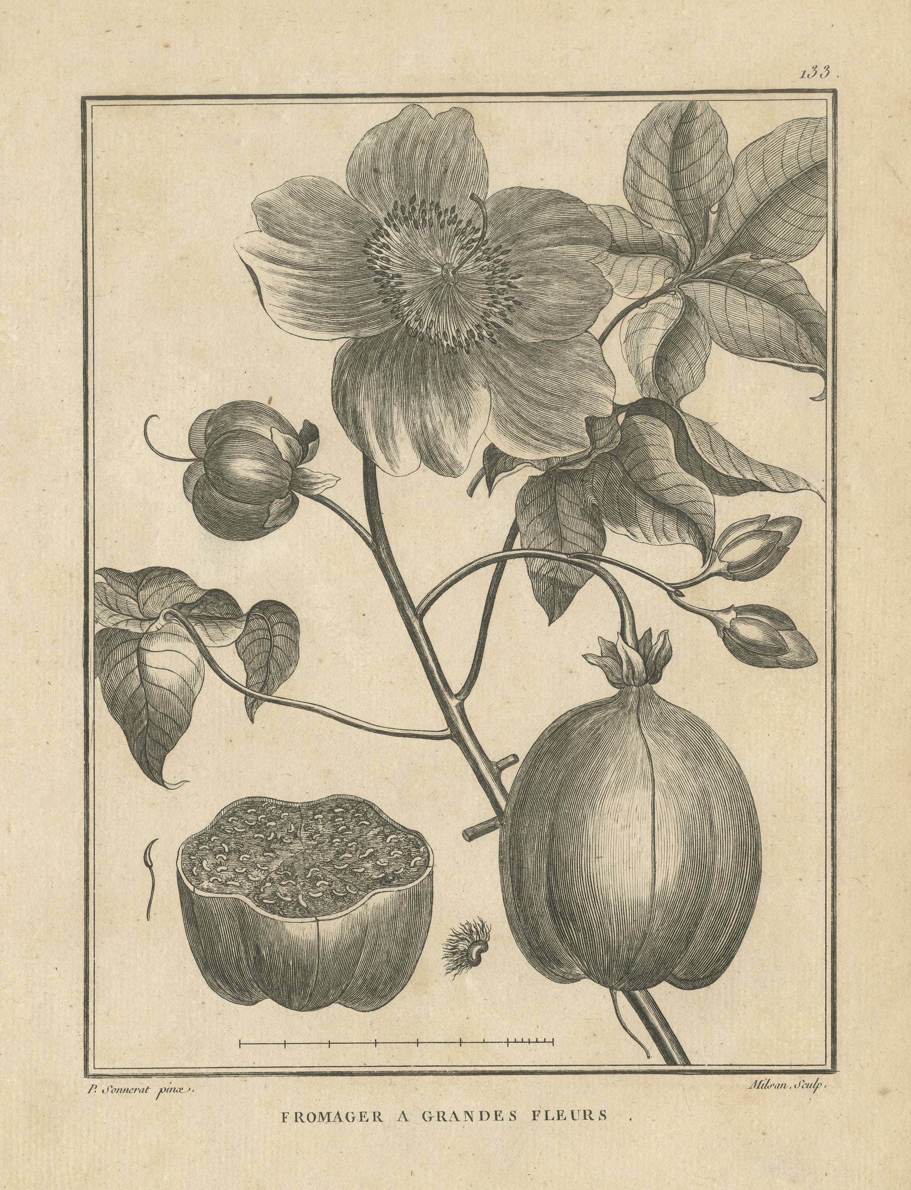 Great-Flowered Silk Cotton Tree, Antique Sonnerat Botanical Plate, 1806