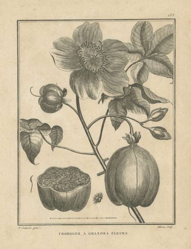 Great-Flowered Silk Cotton Tree, Antique Sonnerat Botanical Plate, 1806