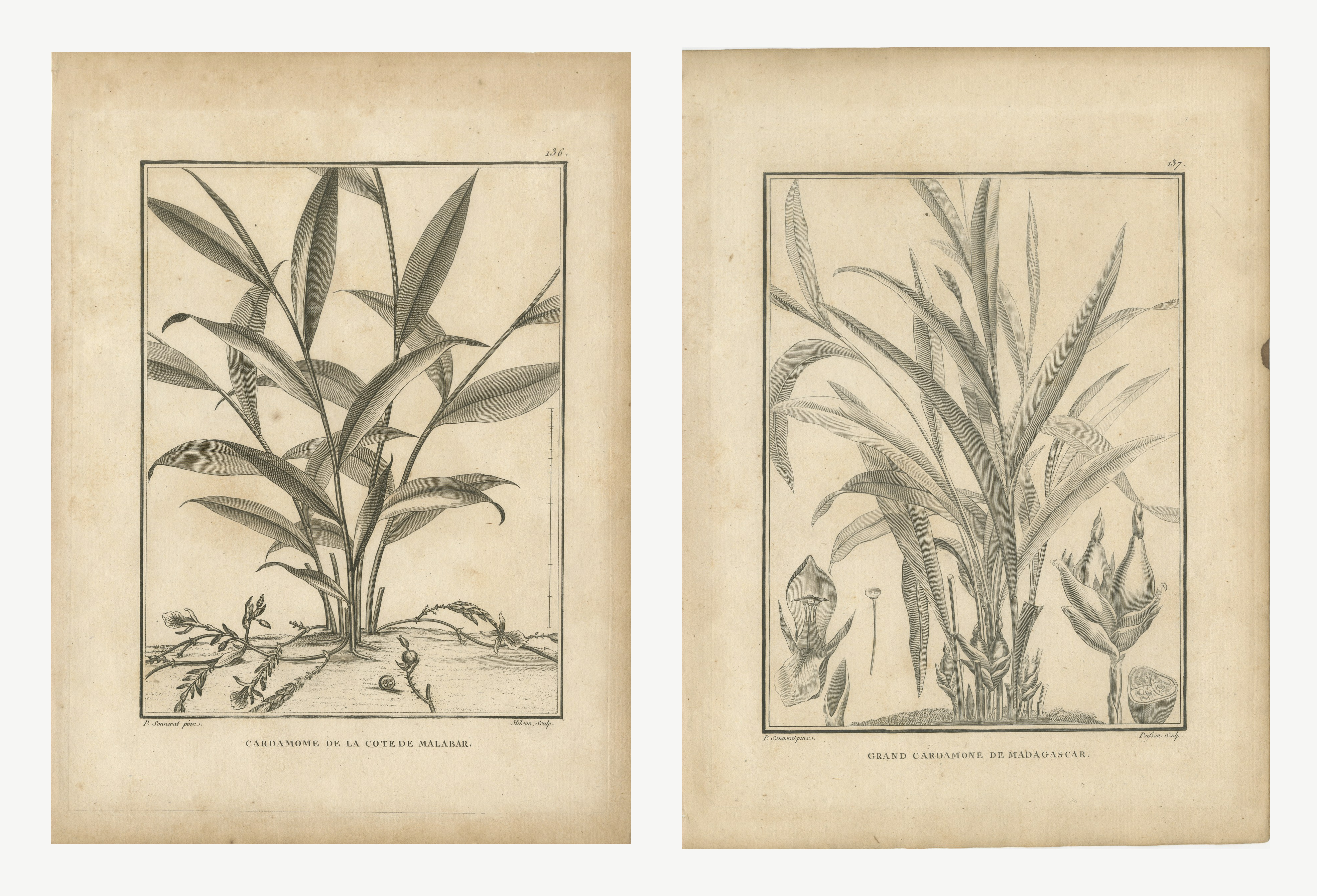 Cardamom of Malabar and Madagascar, Pair of Antique Spice Plates, 1806