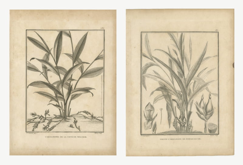 Cardamom of Malabar and Madagascar, Pair of Antique Spice Plates, 1806