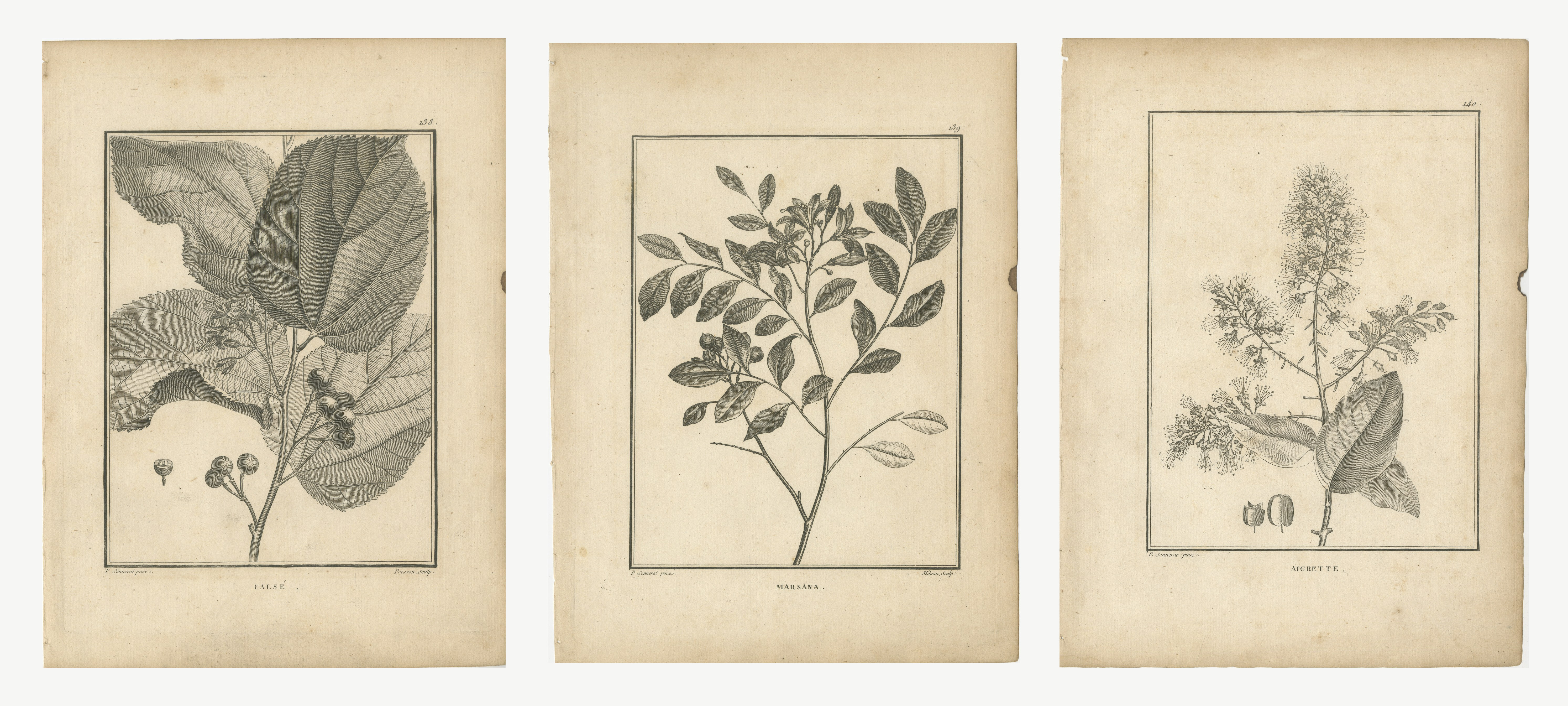 False, Marsana and Aigrette, Three Antique Sonnerat Flower Plates, 1806