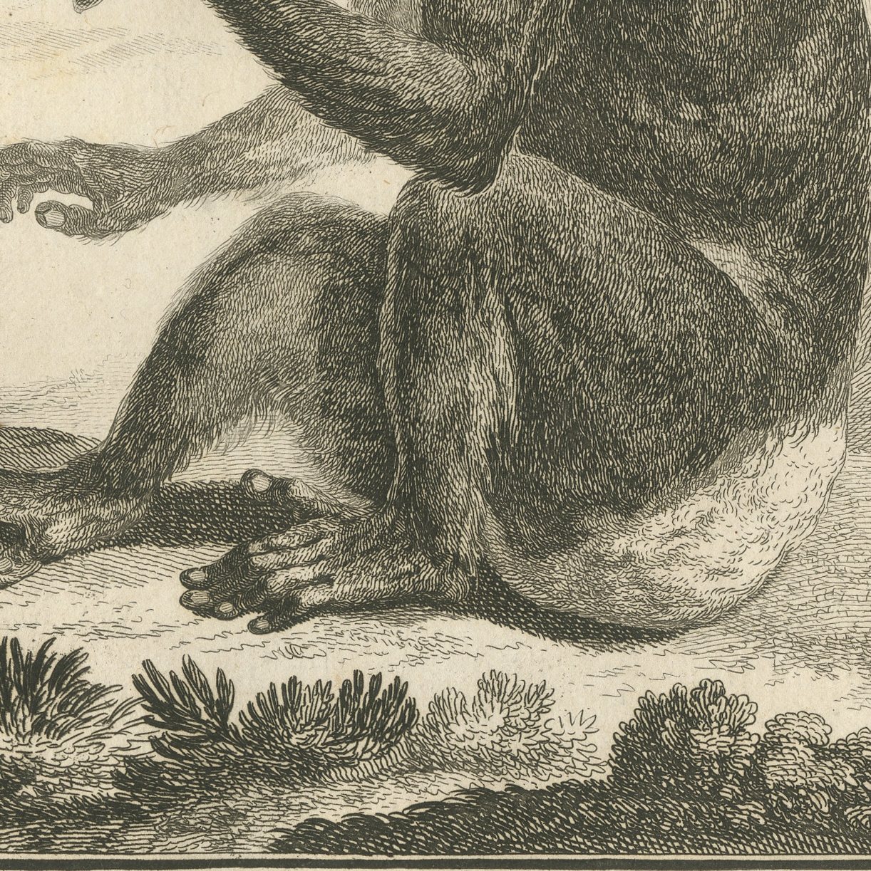 The Indri of Madagascar, First Named by Sonnerat, Antique Plate, 1806