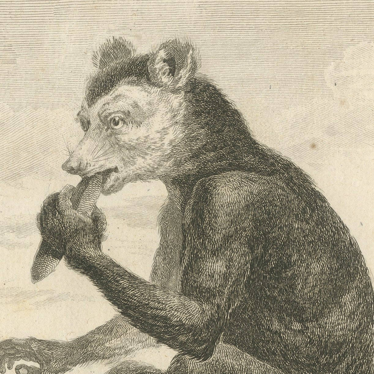 The Indri of Madagascar, First Named by Sonnerat, Antique Plate, 1806