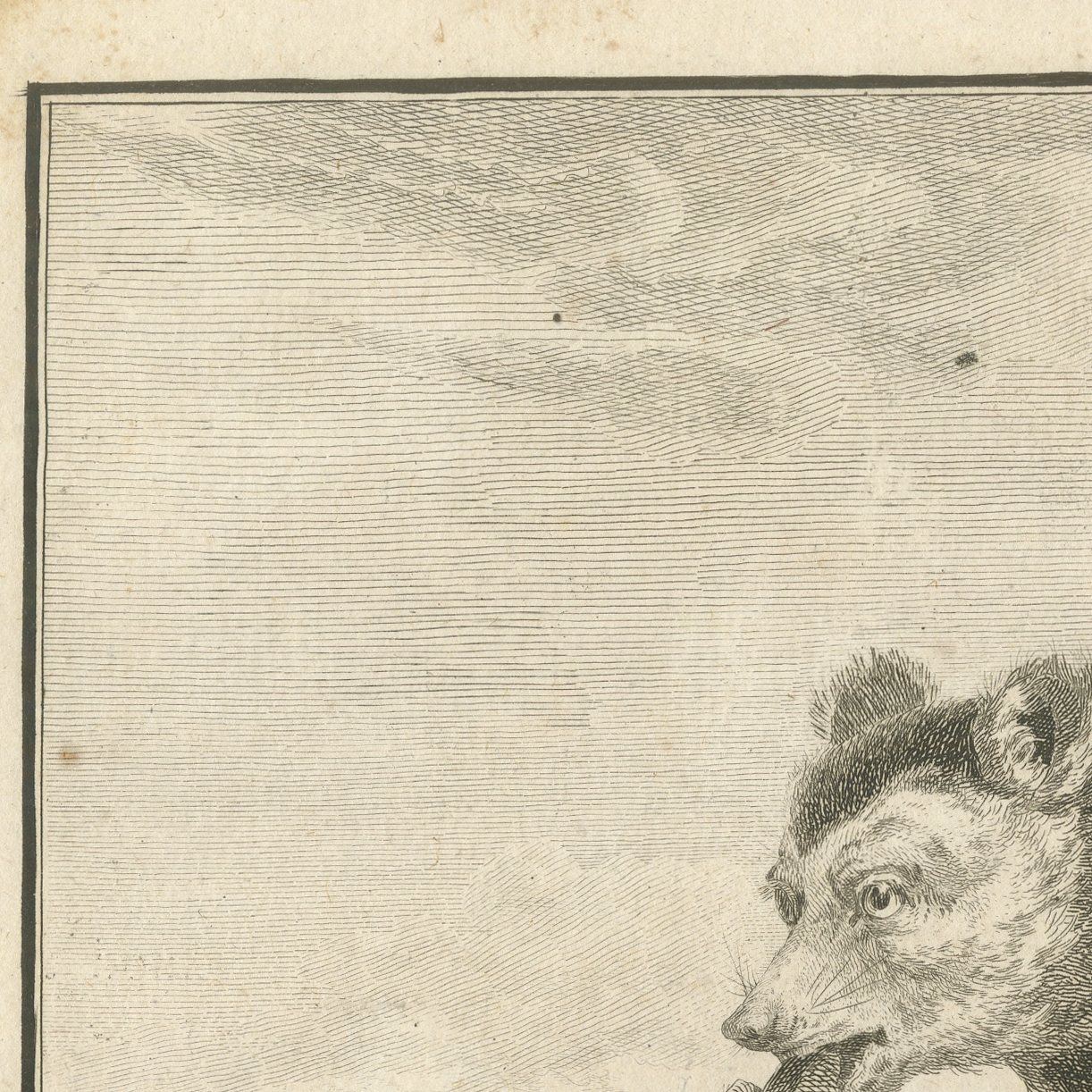 The Indri of Madagascar, First Named by Sonnerat, Antique Plate, 1806