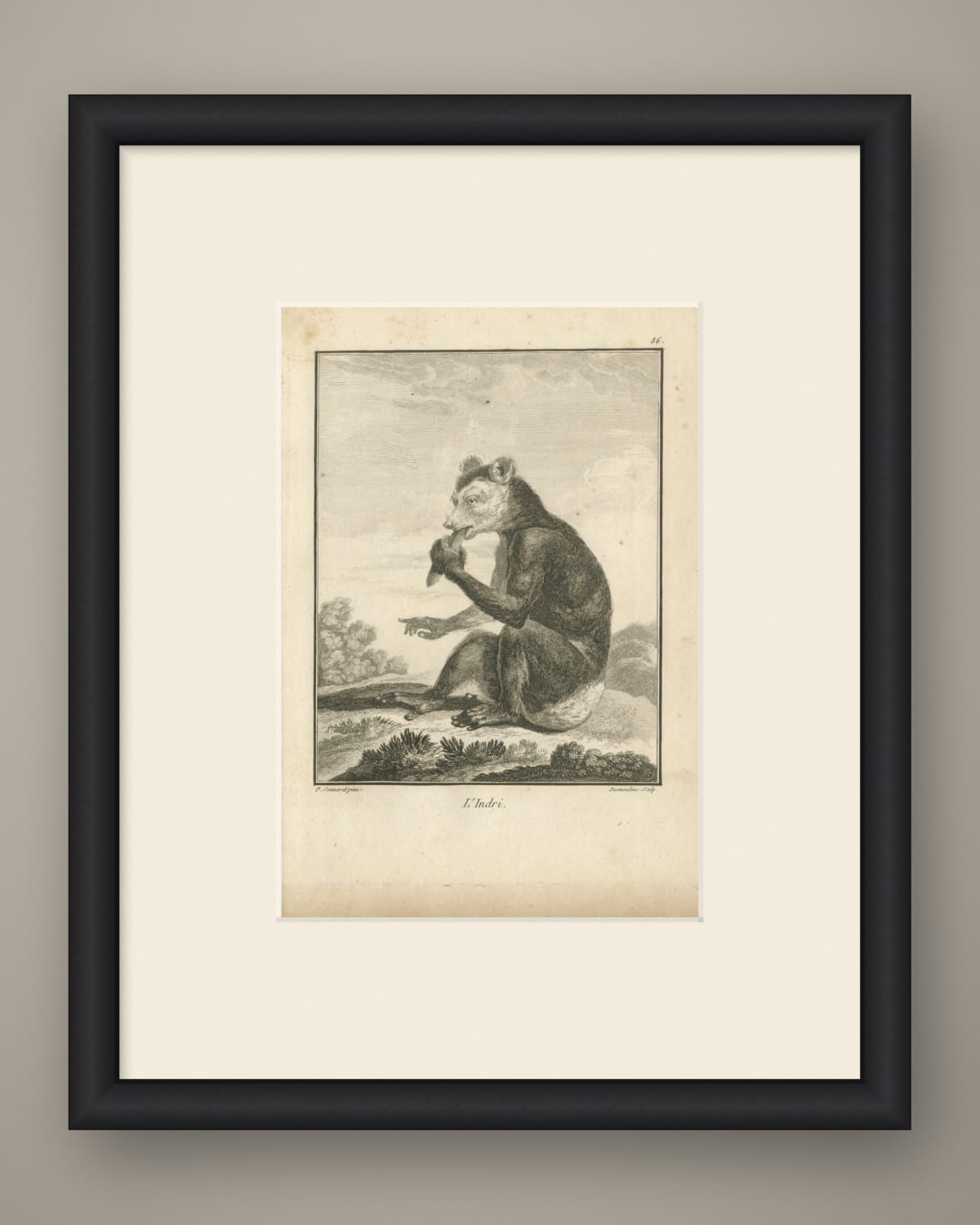 The Indri of Madagascar, First Named by Sonnerat, Antique Plate, 1806