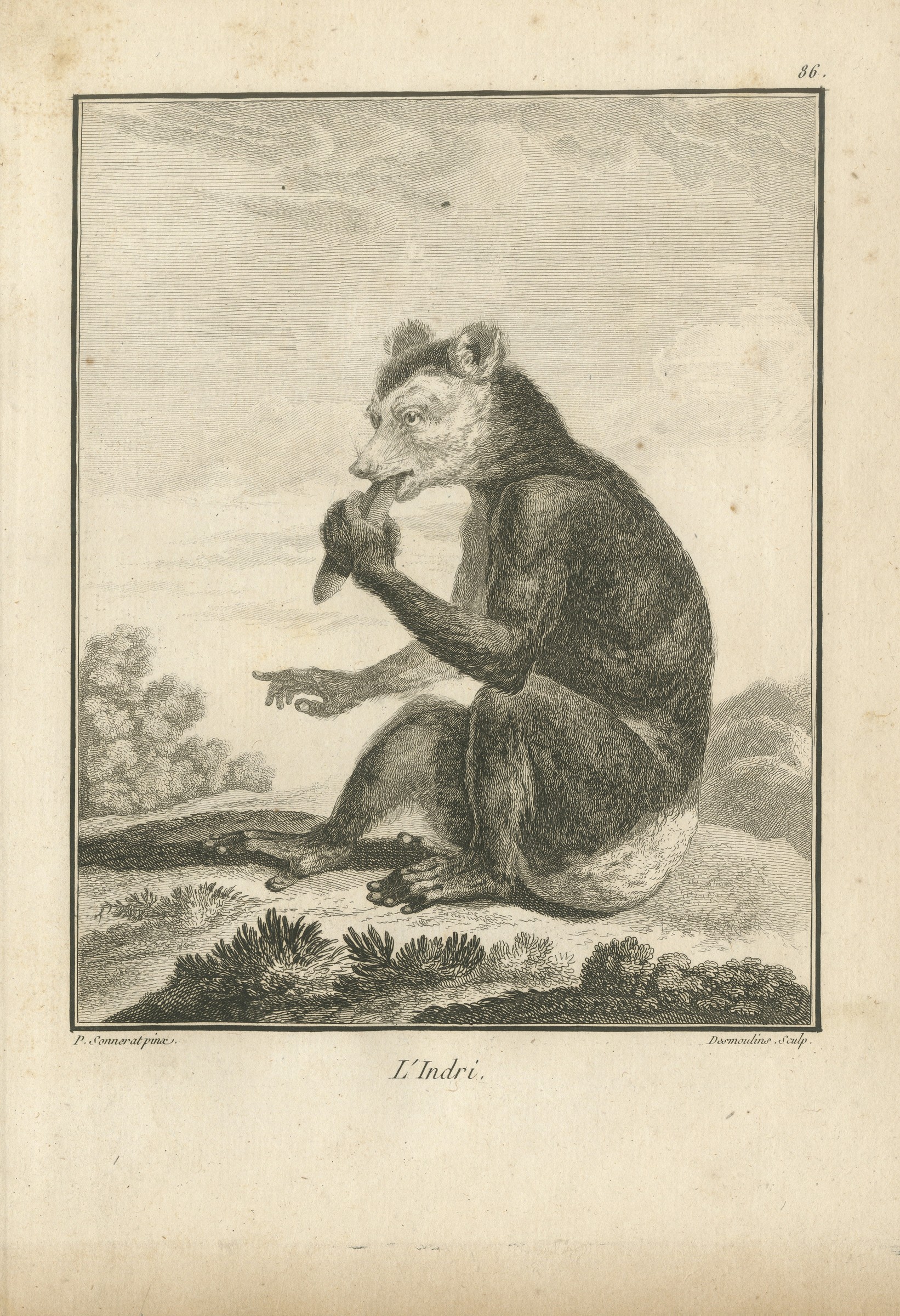 The Indri of Madagascar, First Named by Sonnerat, Antique Plate, 1806