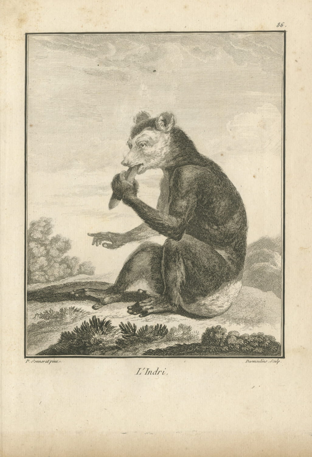 The Indri of Madagascar, First Named by Sonnerat, Antique Plate, 1806