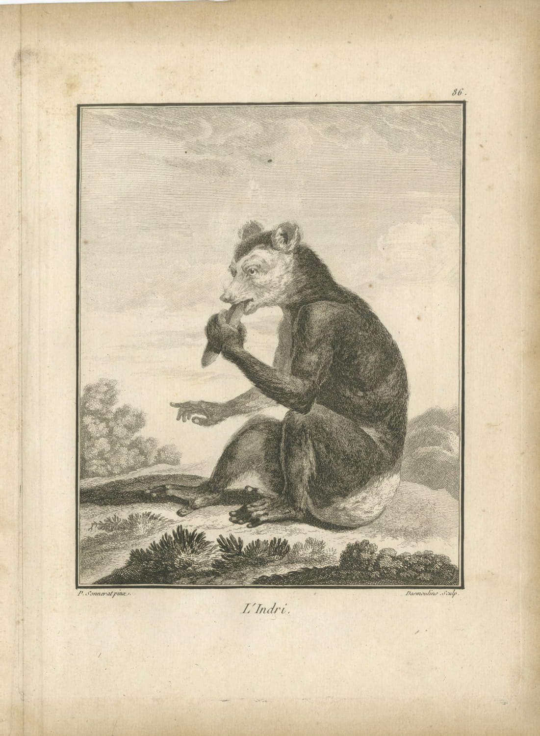 The Indri of Madagascar, First Named by Sonnerat, Antique Plate, 1806