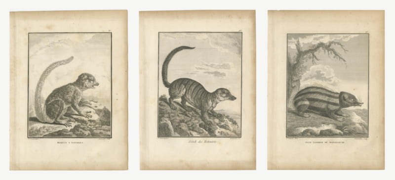 Lemur, Meerkat and Tenrec, Three Antique Sonnerat Mammal Plates, 1806