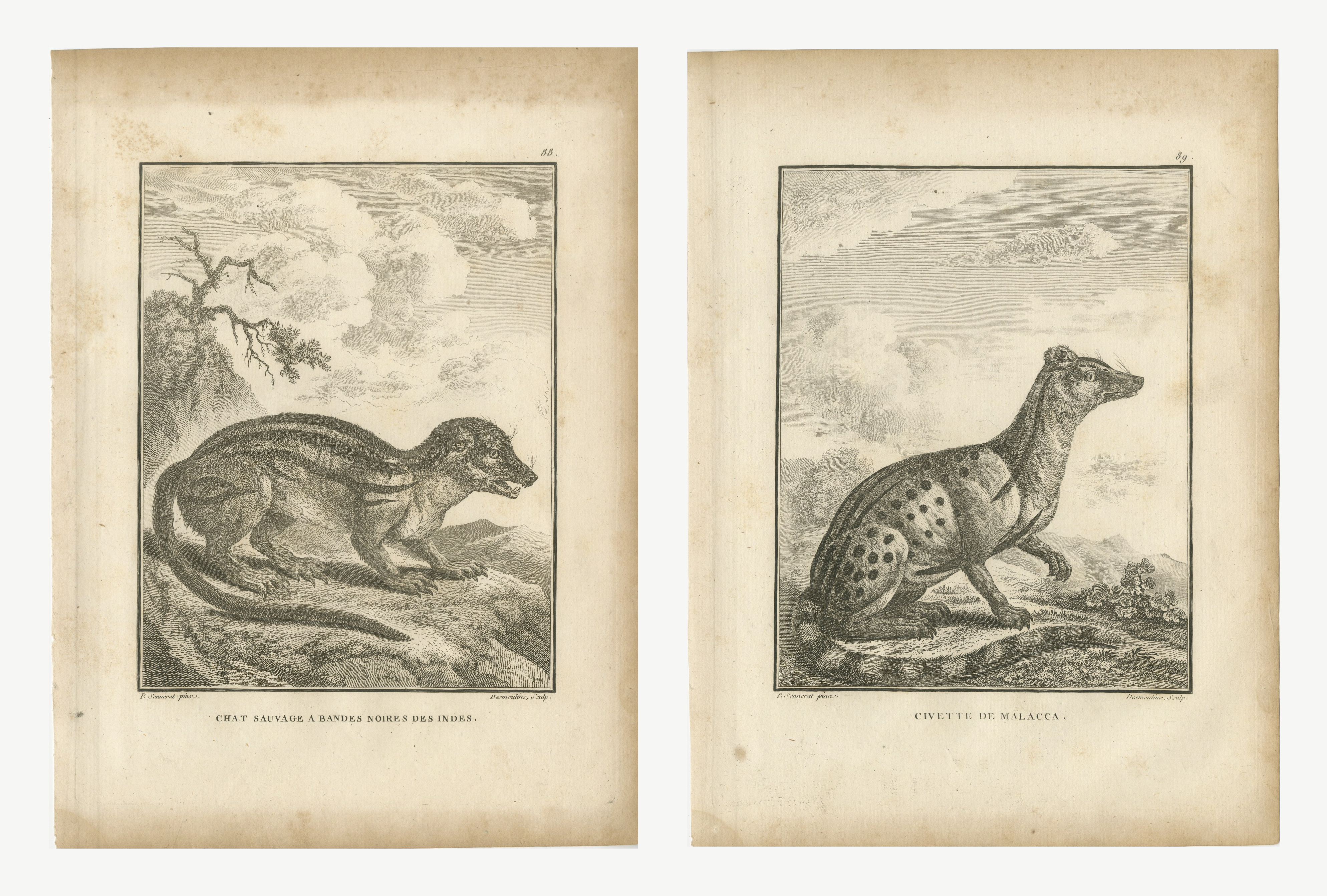 Indian Wild Cat and Malacca Civet, Pair of Antique Engravings, 1806