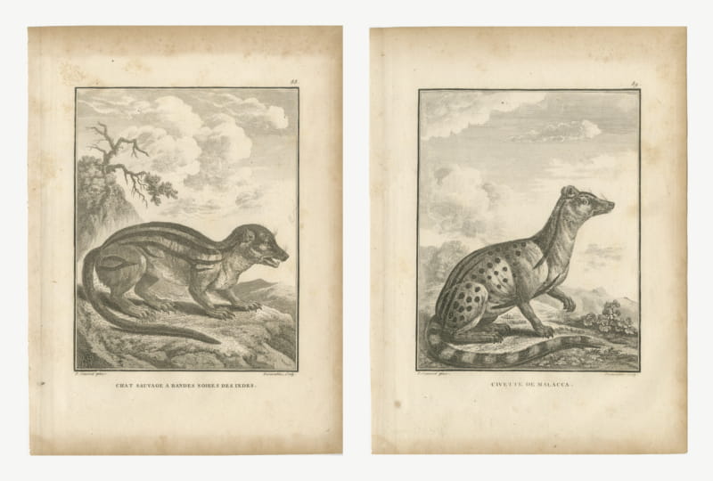 Indian Wild Cat and Malacca Civet, Pair of Antique Engravings, 1806
