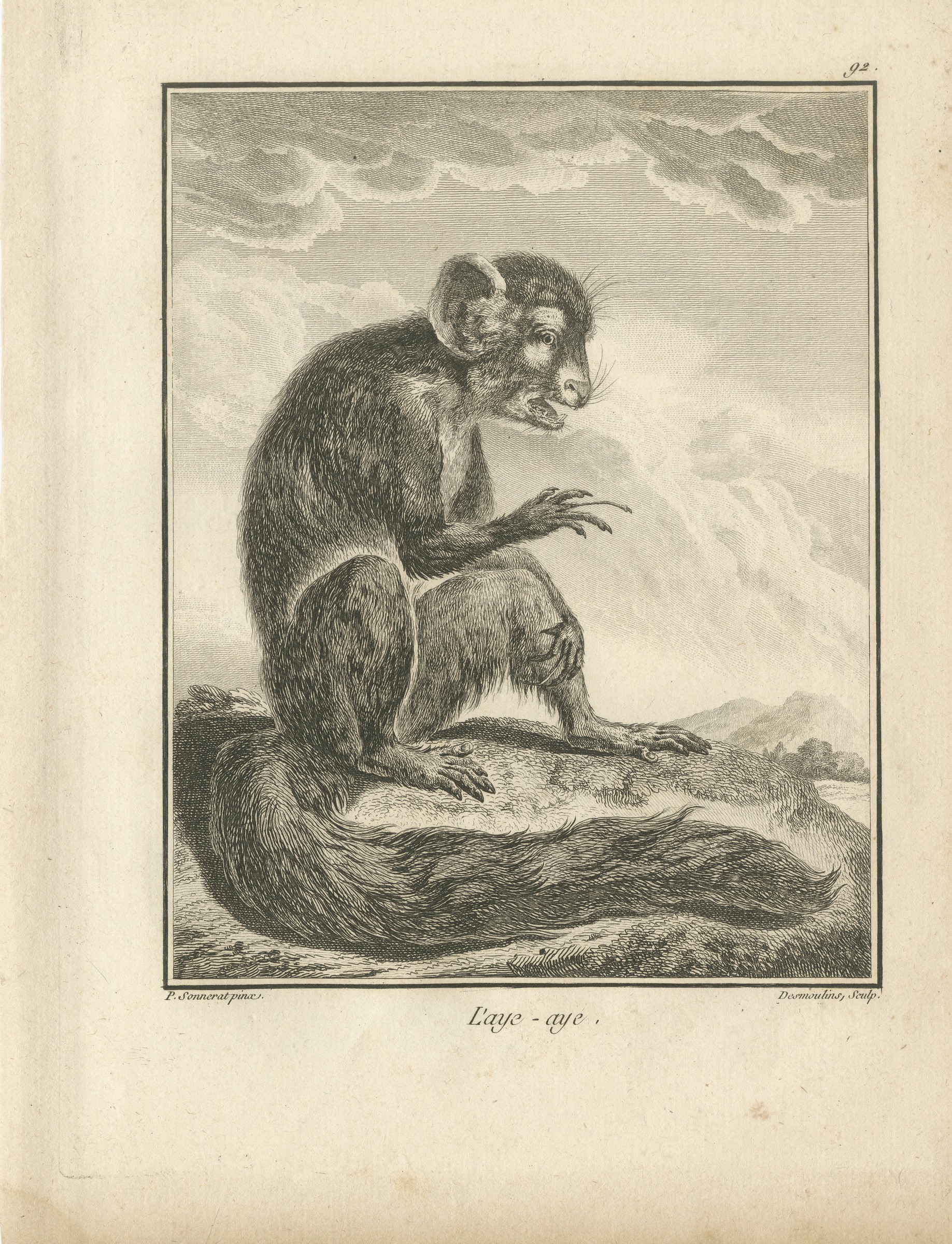 The Aye-Aye of Madagascar, Antique Sonnerat Lemur Engraving, 1806