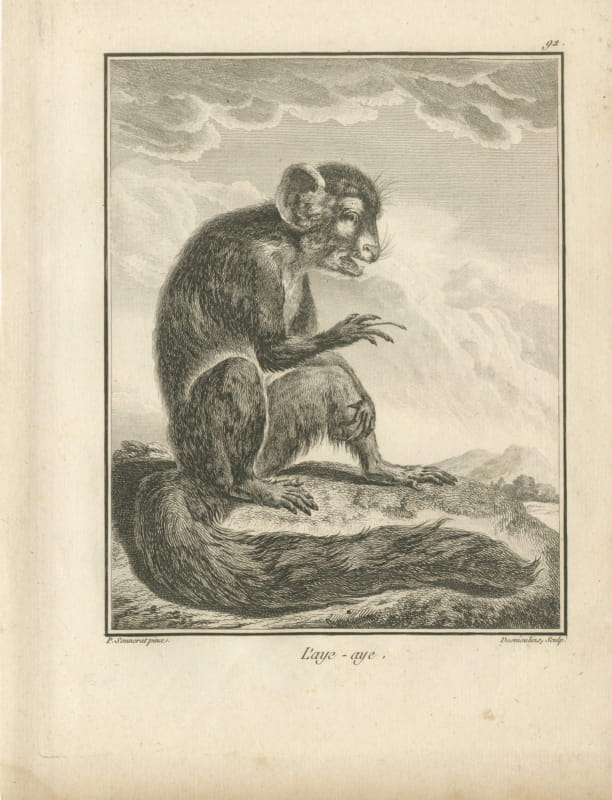 The Aye-Aye of Madagascar, Antique Sonnerat Lemur Engraving, 1806