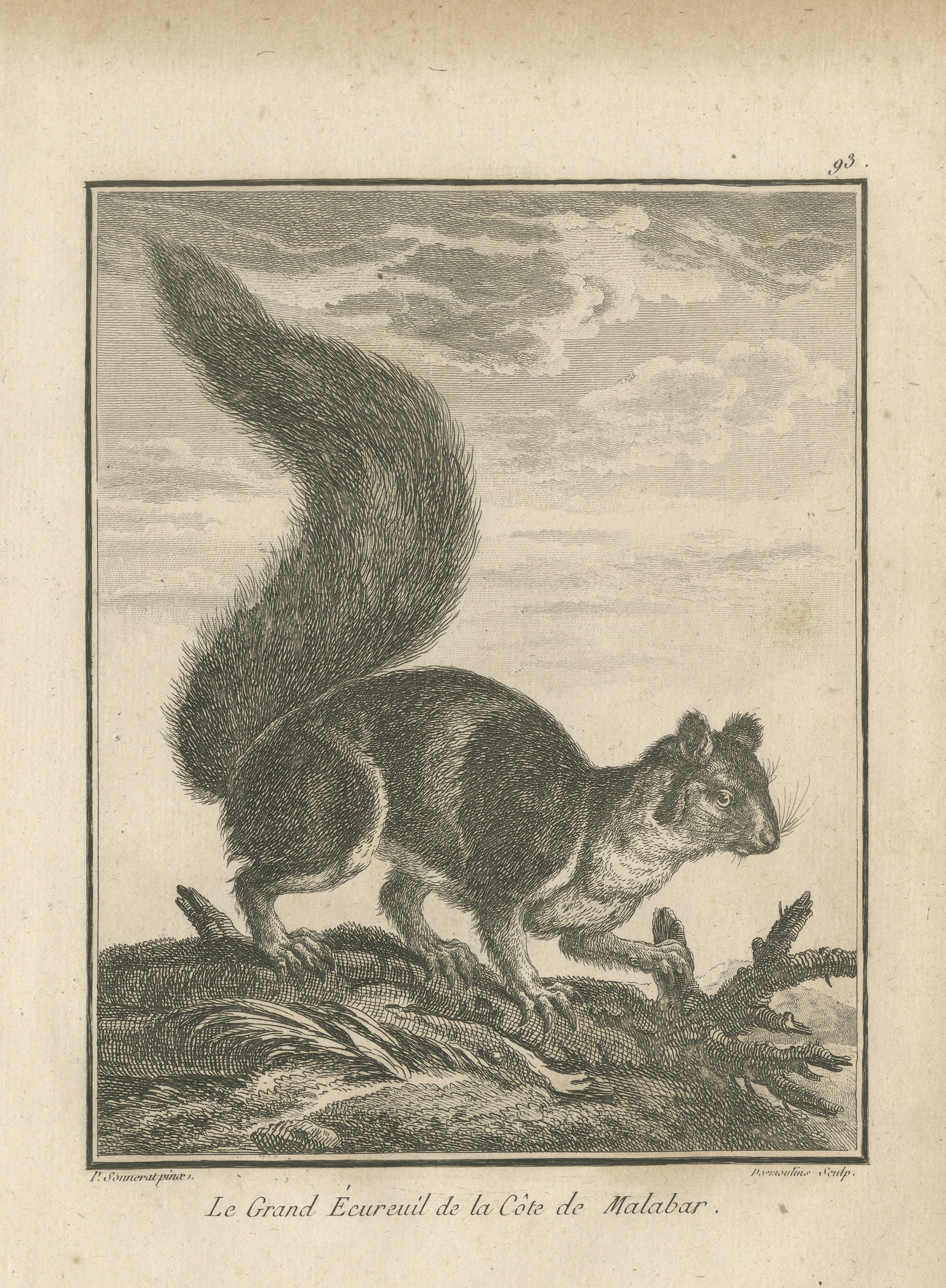 Giant Squirrel of the Malabar Coast, Antique Sonnerat Engraving, 1806
