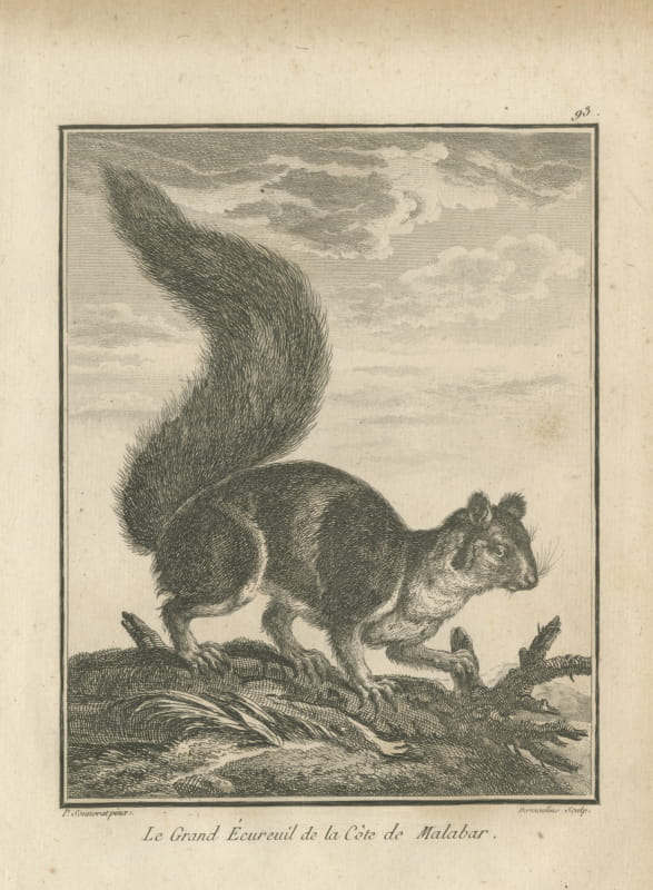 Giant Squirrel of the Malabar Coast, Antique Sonnerat Engraving, 1806
