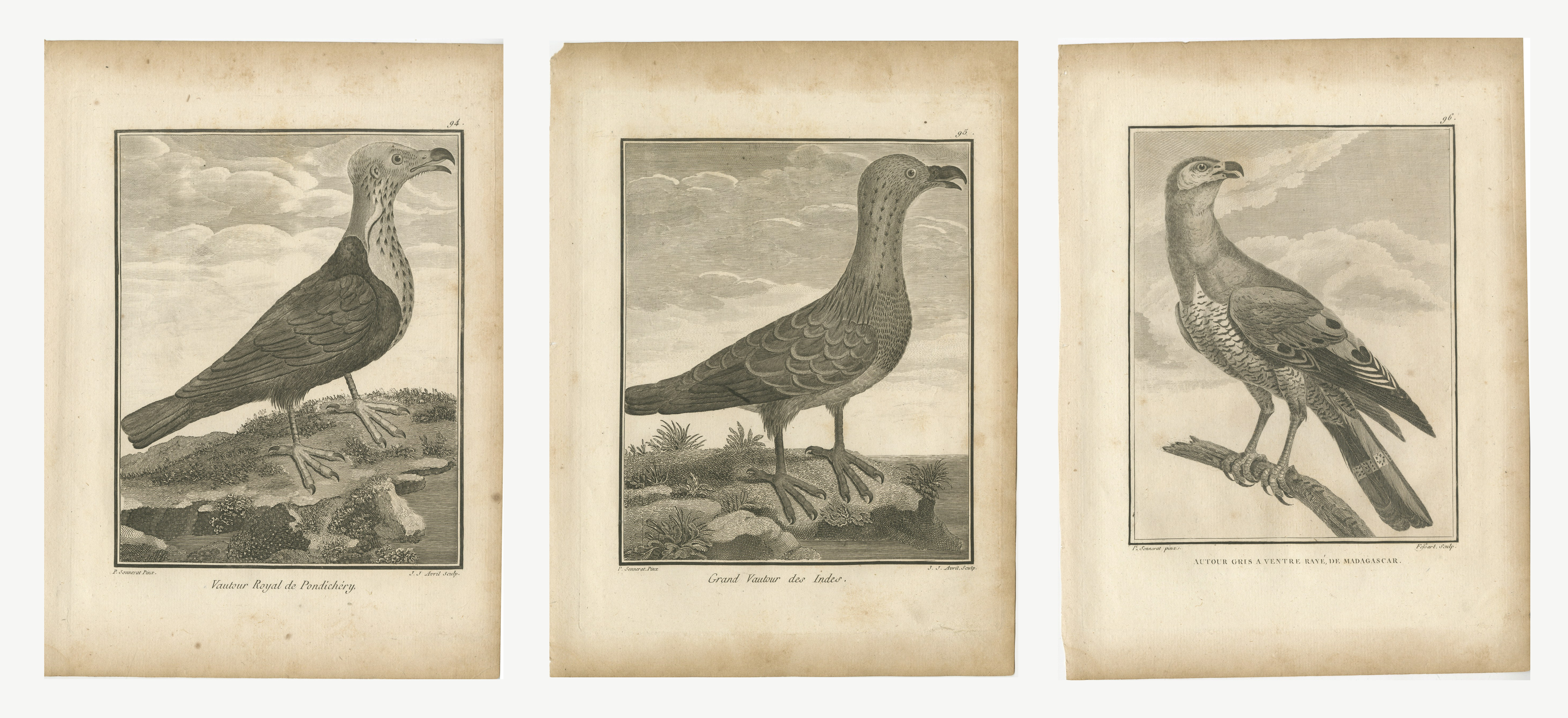 Vultures and Goshawk, Three Antique Birds of Prey Plates, 1806
