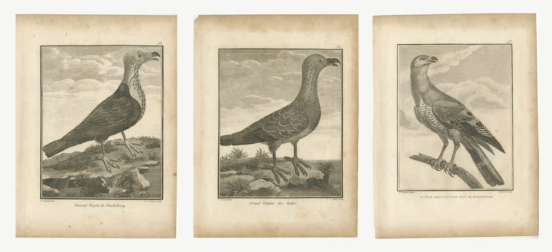 Vultures and Goshawk, Three Antique Birds of Prey Plates, 1806
