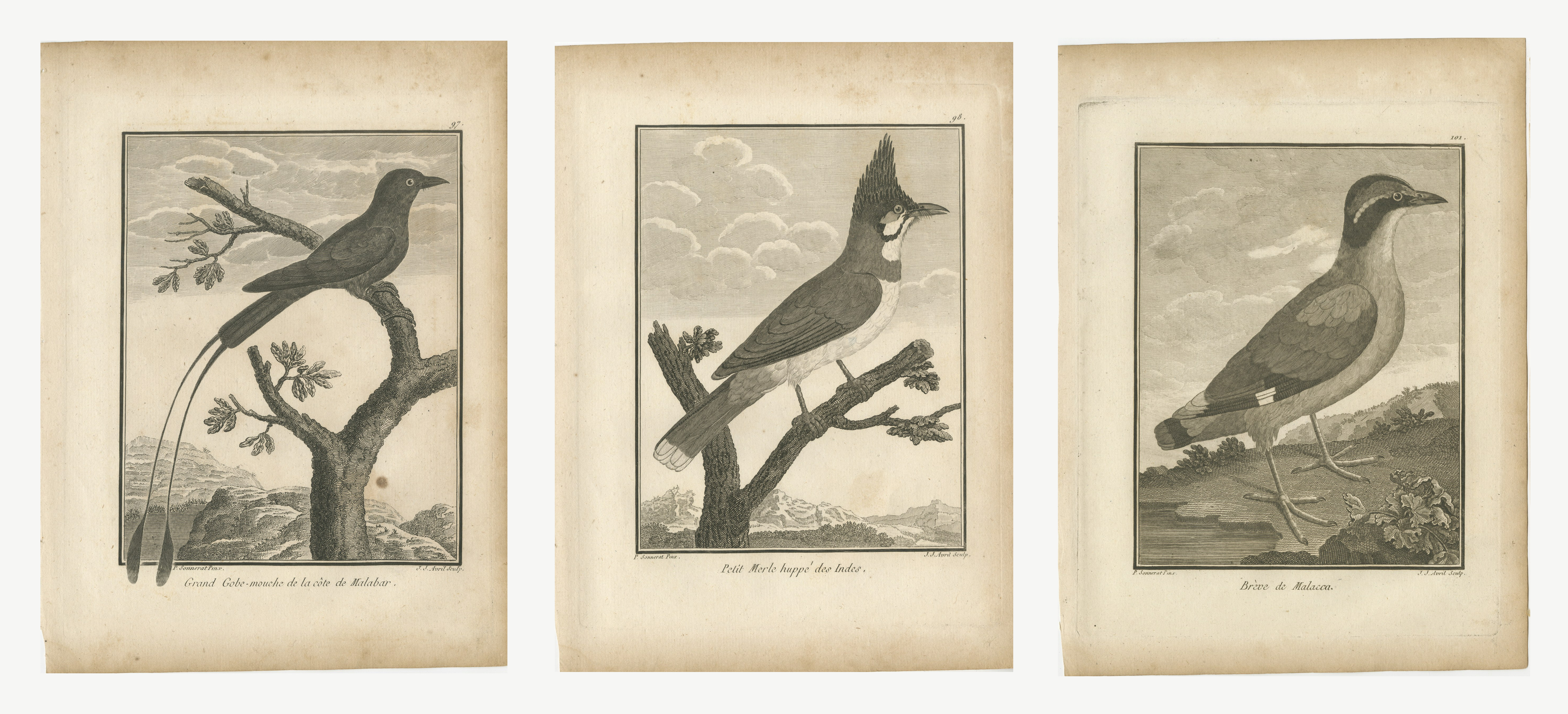 Flycatcher, Crested Blackbird and Pitta, Three Antique Plates, 1806