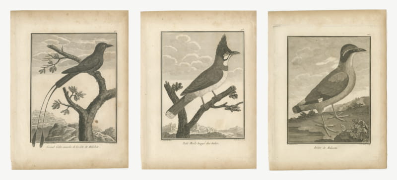 Flycatcher, Crested Blackbird and Pitta, Three Antique Plates, 1806