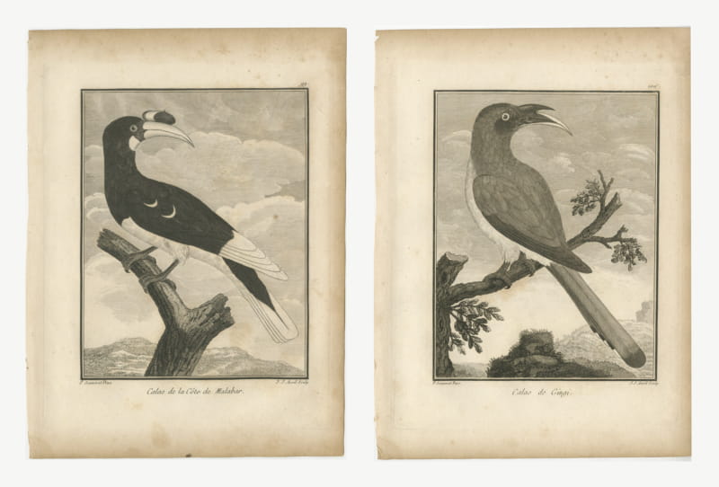 Hornbills of Malabar and Gingi, Pair of Antique Bird Engravings, 1806