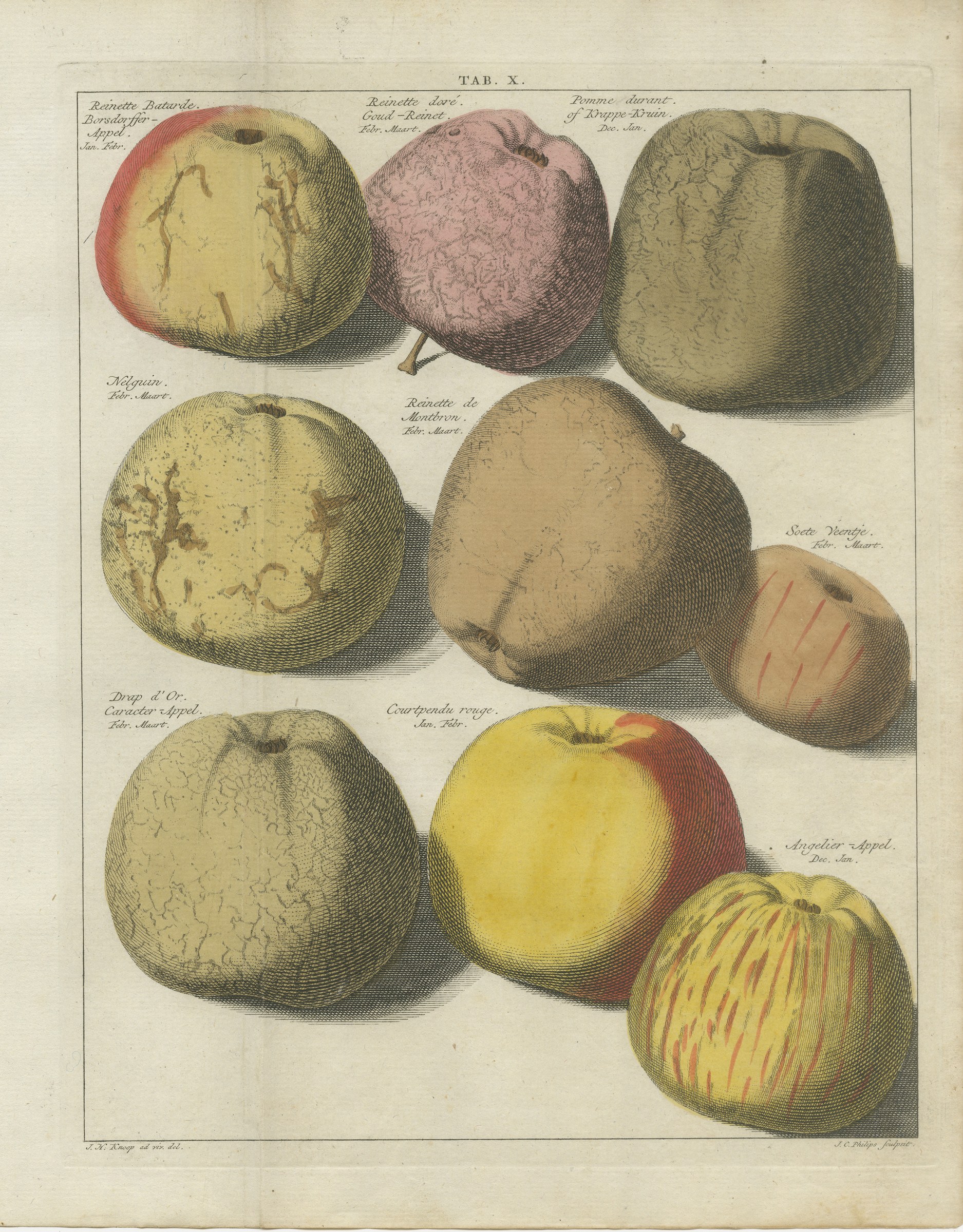 Goud-Reinet and Drap d'Or, Antique Hand-Colored Apple Plate, 1790