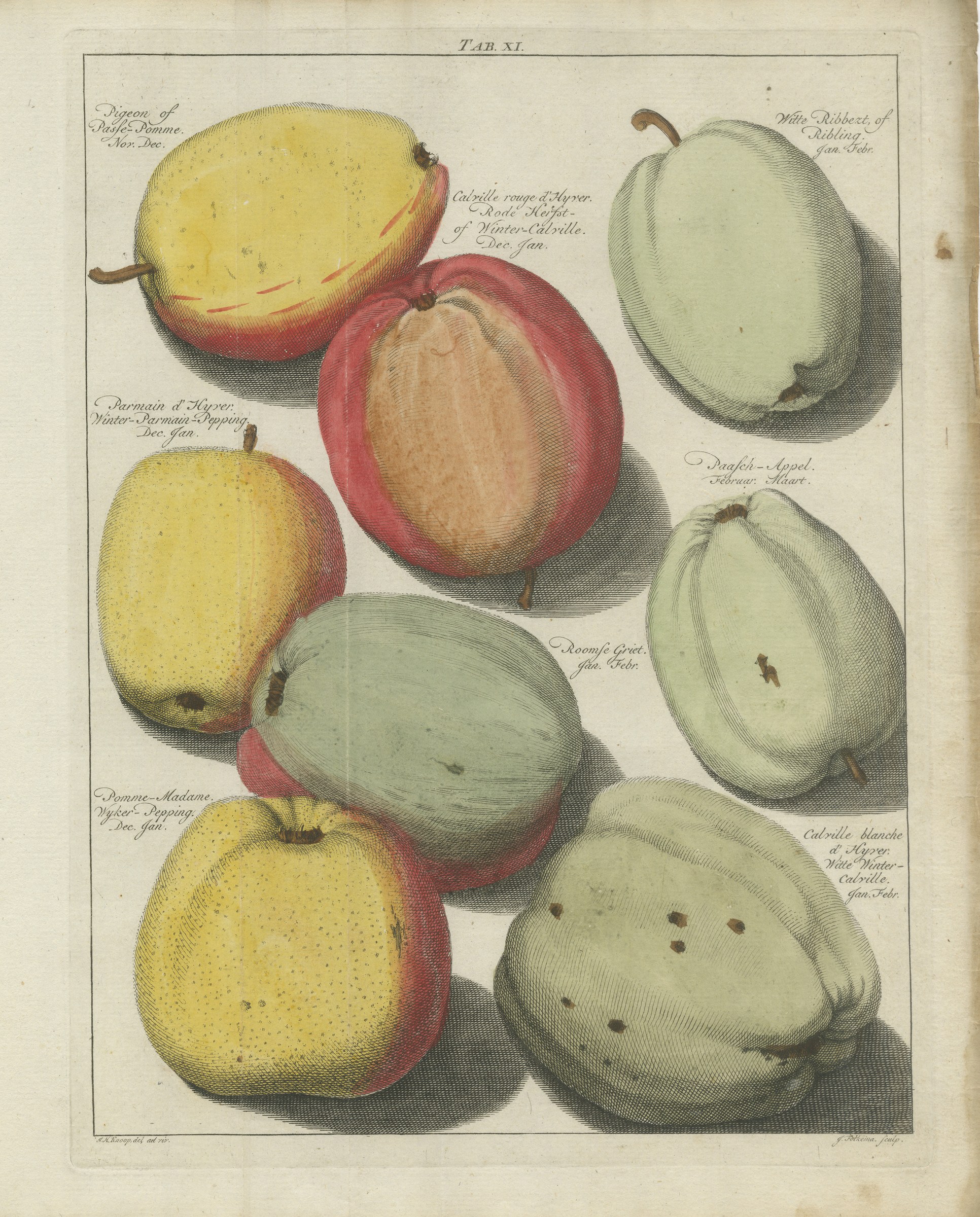 Antique Winter-Calville Apple Plate, Roomse Griet, Knoop, 1790