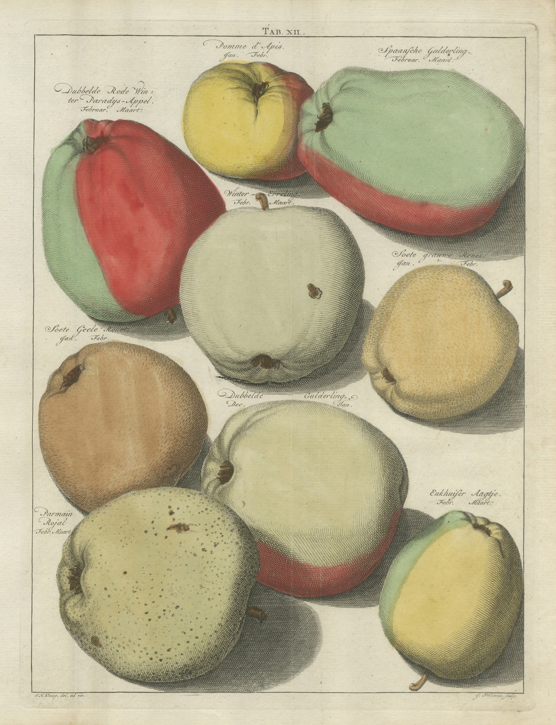 Enkhuiser Aagtje and Pomme d'Apis, Antique Dutch Apple Plate, 1790