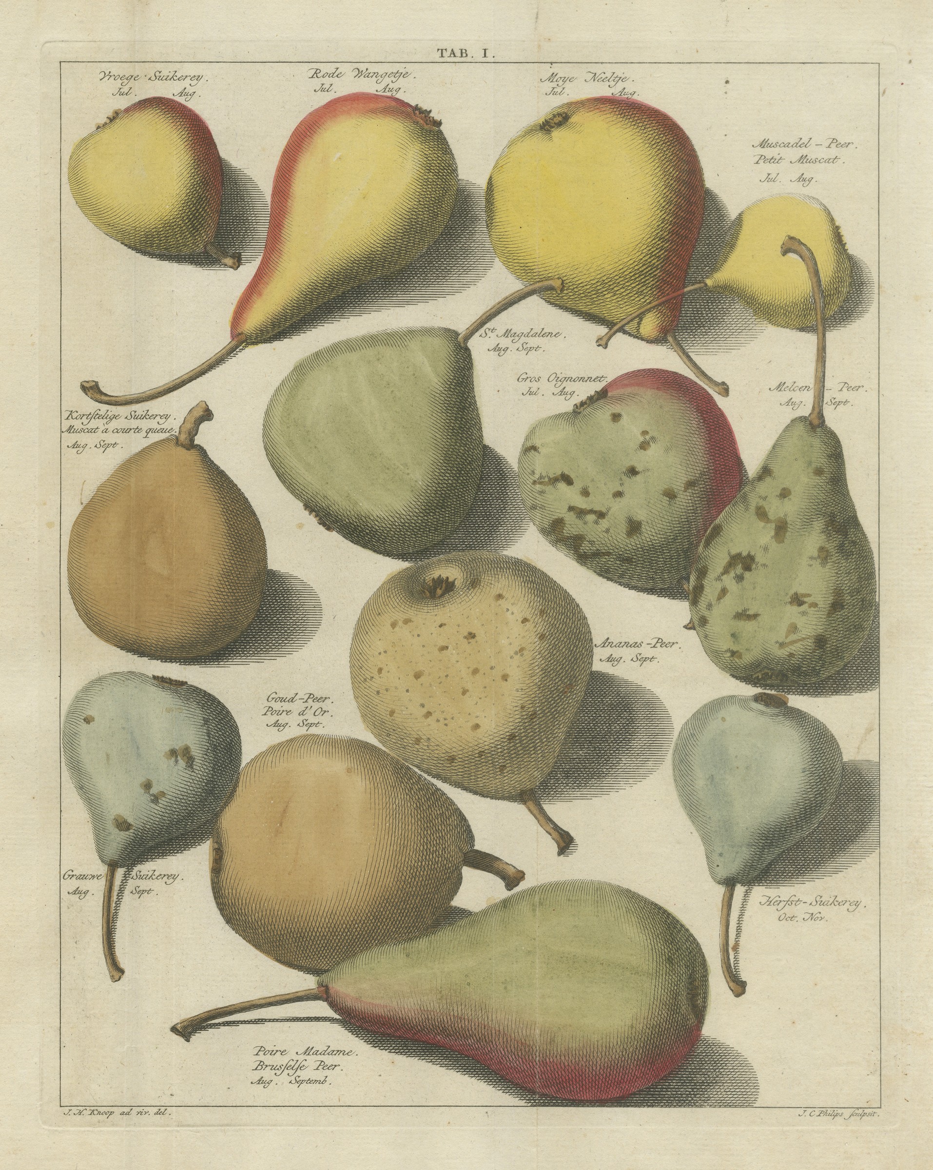 Thirteen Summer Pears: Ananas-Peer and Moye Neeltje, Knoop, 1790