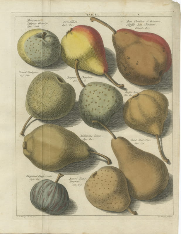 Antique Pear Plate with Bon Chretien and Doyenne, Knoop, 1790