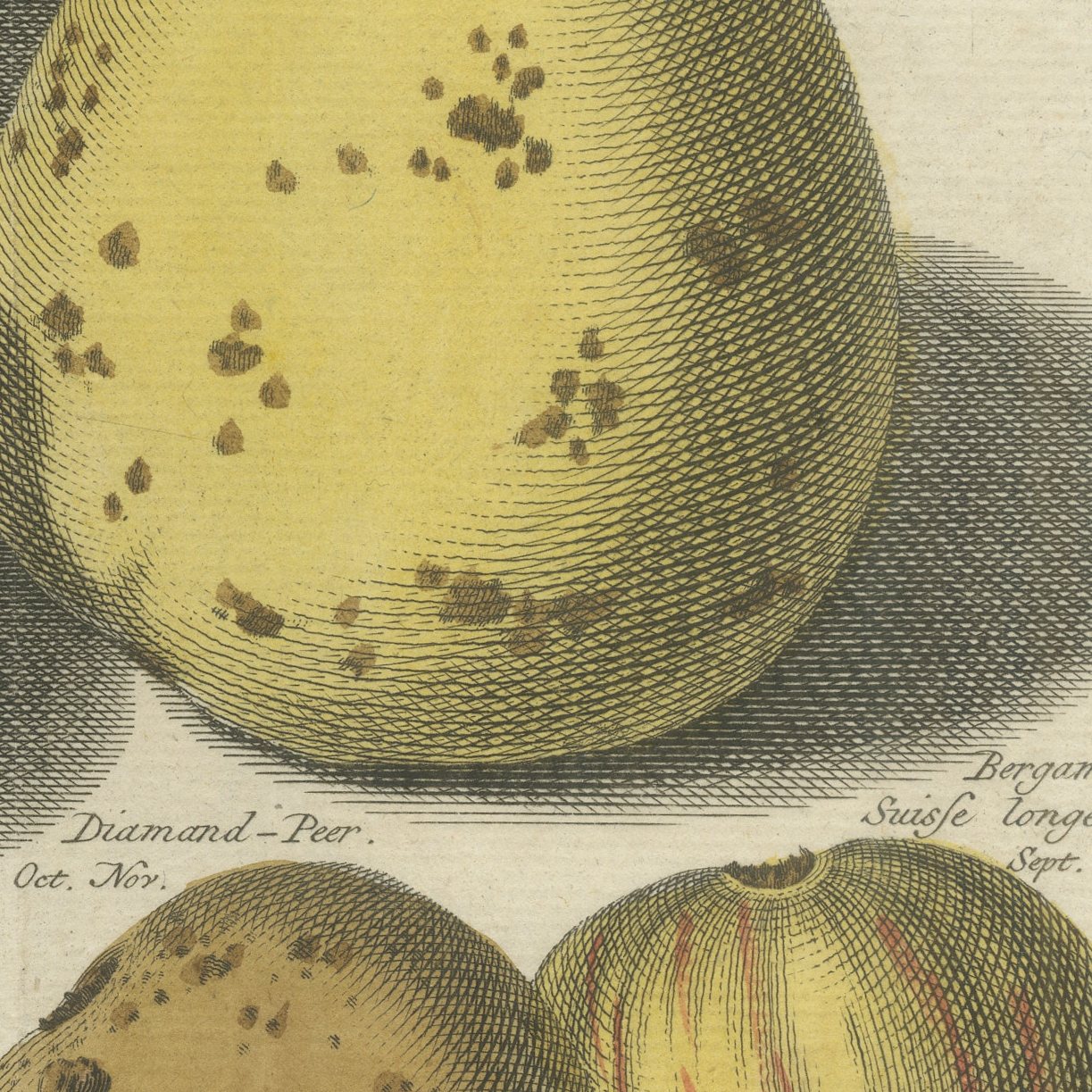 Hoe langer hoe liever: Antique Hand-Colored Dutch Pear Plate, 1790
