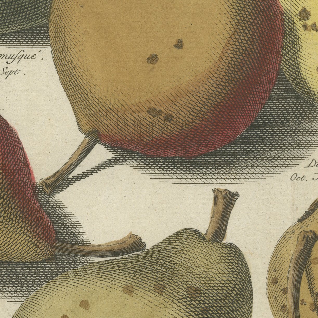 Hoe langer hoe liever: Antique Hand-Colored Dutch Pear Plate, 1790