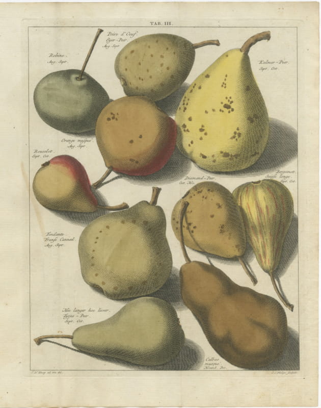 Hoe langer hoe liever: Antique Hand-Colored Dutch Pear Plate, 1790