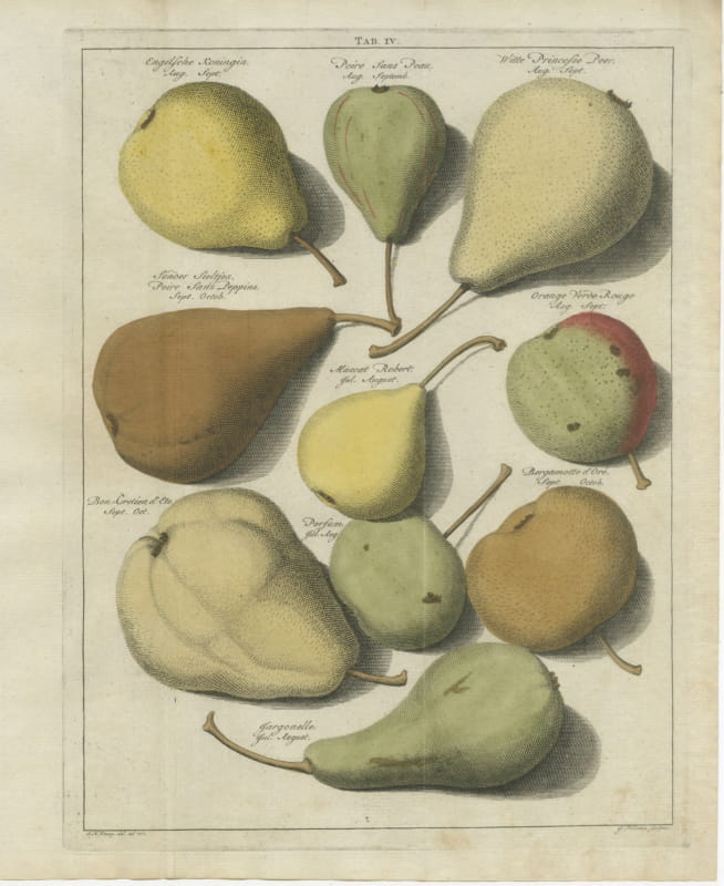 Sonder Sieltjes, the Seedless Pear, Antique Knoop Plate, 1790