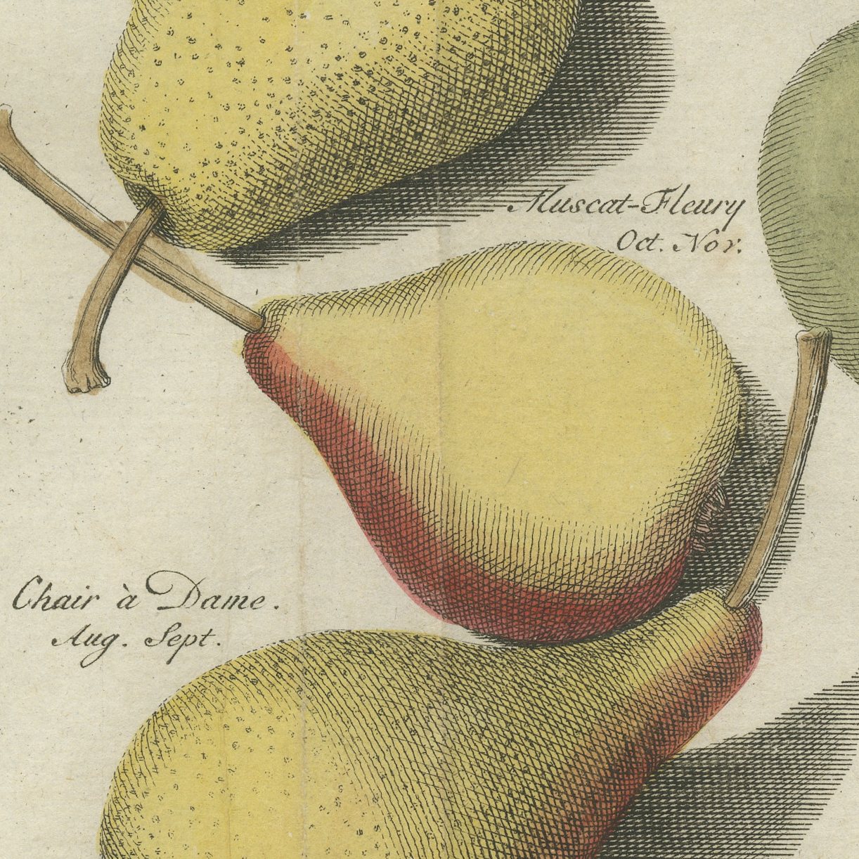 Cuisse Madame and Chair à Dame, Antique Dutch Pear Engraving, 1790