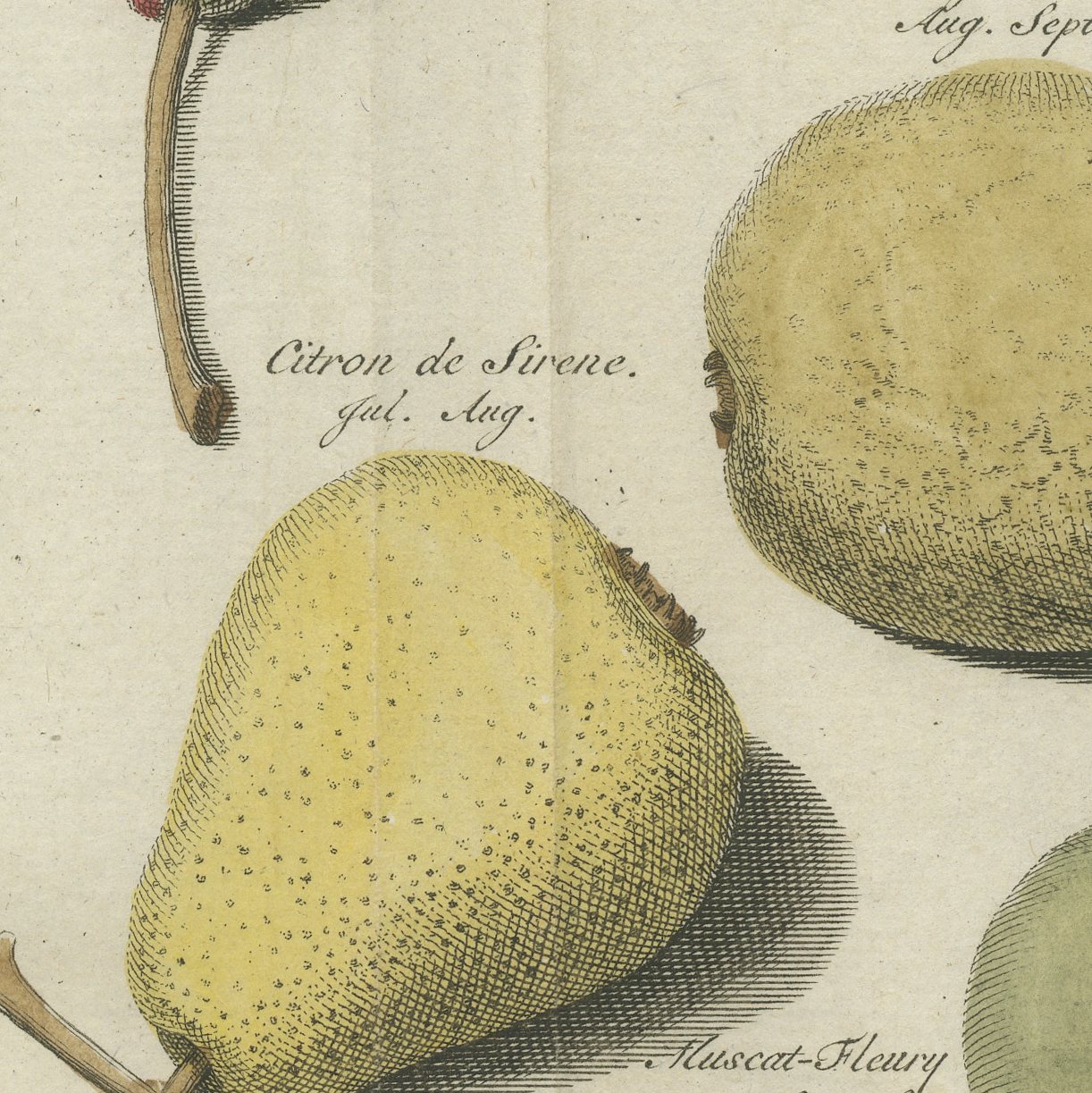 Cuisse Madame and Chair à Dame, Antique Dutch Pear Engraving, 1790