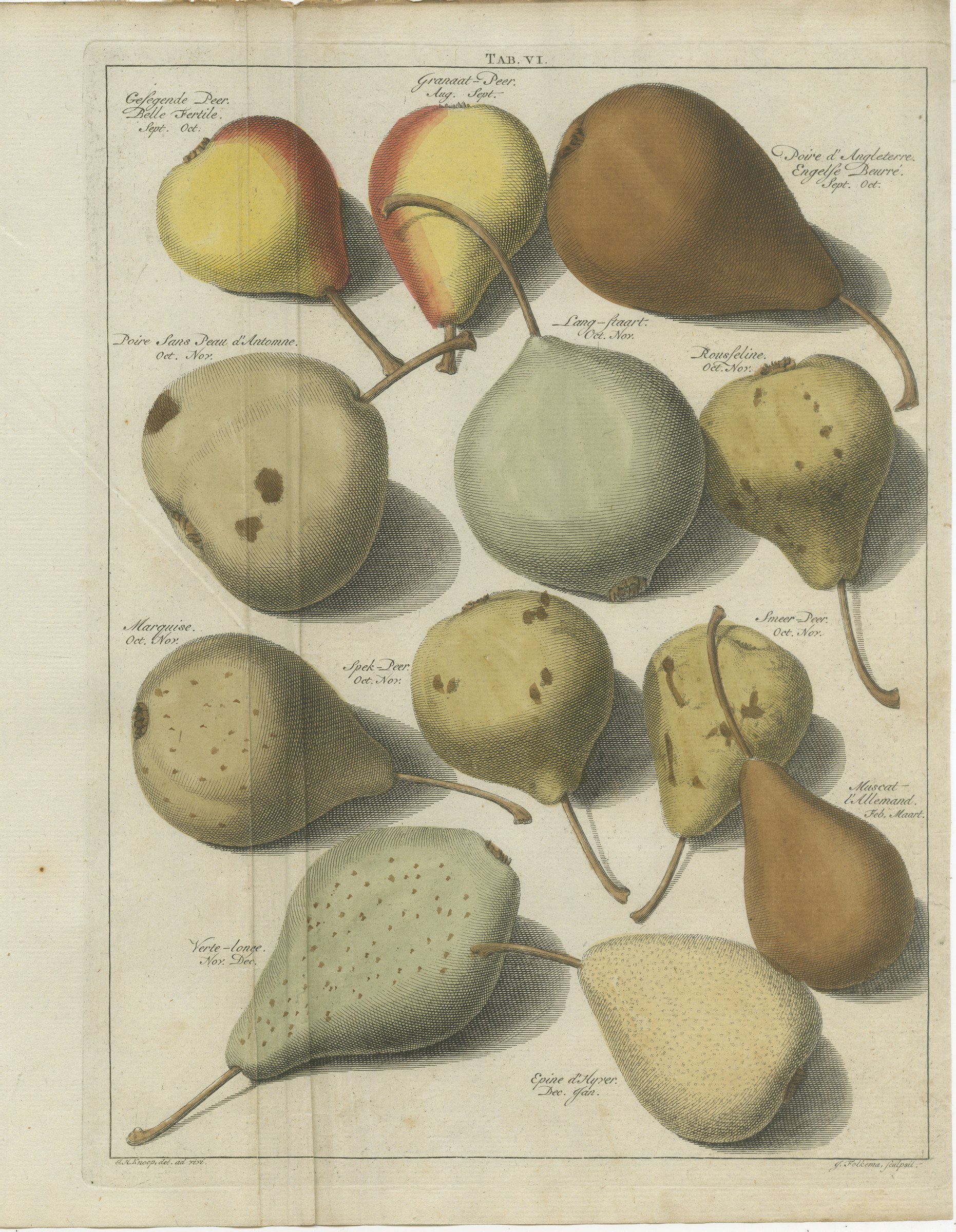 Twelve Dutch Pears, Gesegende Peer and Spek-Peer, Knoop, 1790
