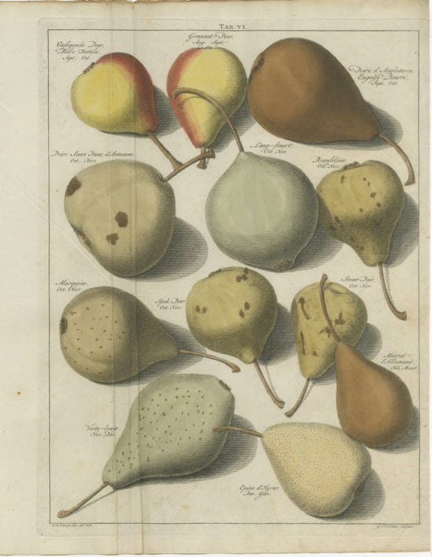 Twelve Dutch Pears, Gesegende Peer and Spek-Peer, Knoop, 1790
