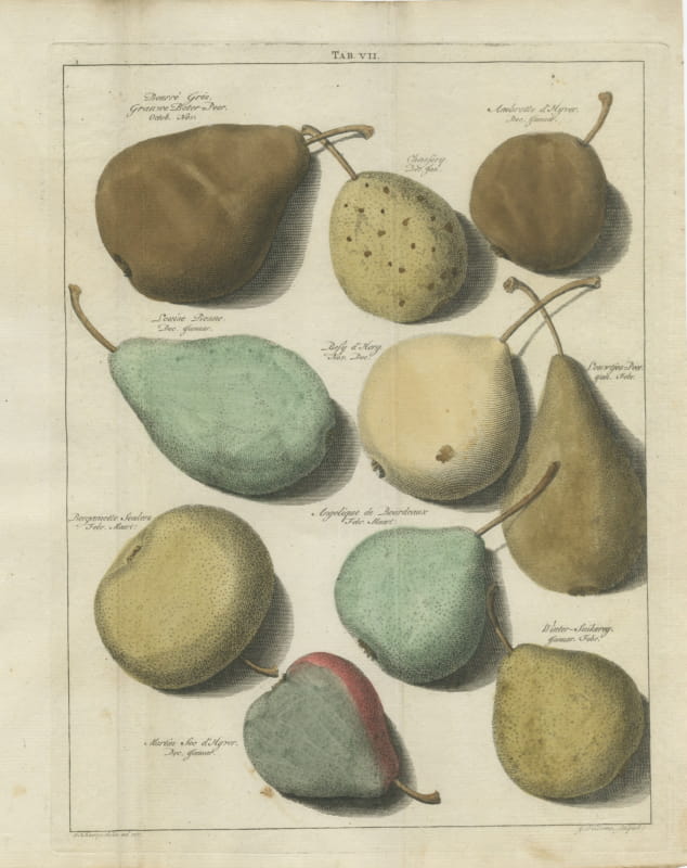 Louise Bonne and Winter-Suikerey, Antique Pear Plate, Knoop, 1790