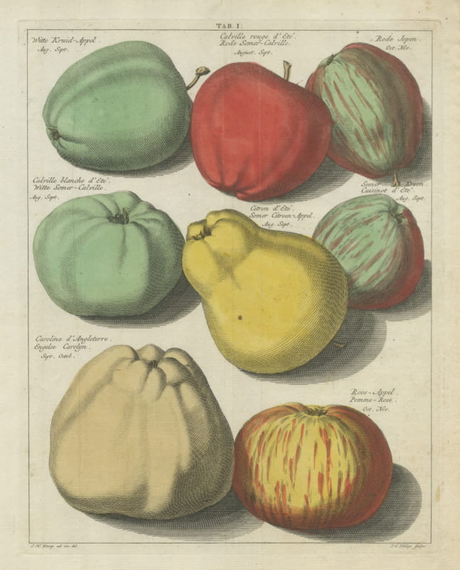 Antique Hand-Colored Apple Plate, Rode Somer-Calville, Knoop, 1790